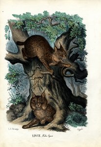 Lynx, 1863-79 door Raimundo Petraroja